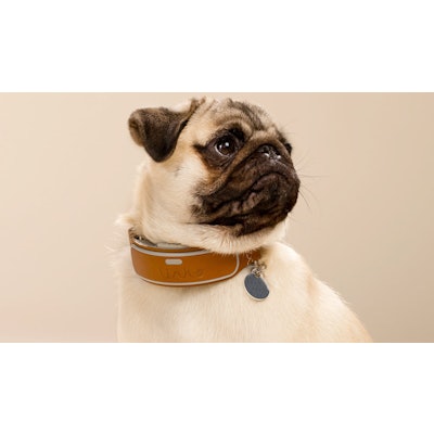 LINK AKC Smart Collar | GPS Dog Collar | Activity Monitor for Dogsmissionlocatio