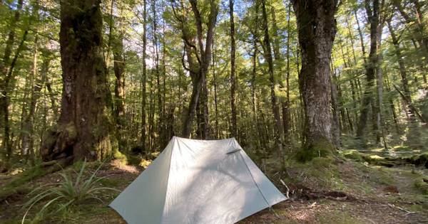 In the New Zealand bush | Drop