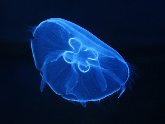 Jellyfish Art: 3 Jelly Kit