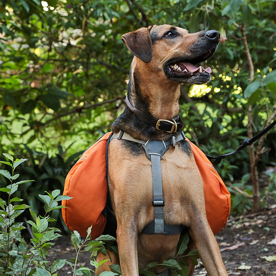 Ruffwear Approach and Palisades Dog Packs Drop