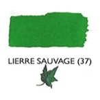 Lierre Sauvage