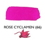 Rose Cyclamen